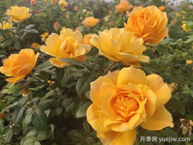 養(yǎng)殖月季的6個實用小技巧，輕松賞花(圖1)