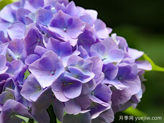 繡球生長習性、常見品種和四季養(yǎng)護要點(圖1)