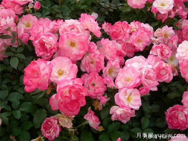 4種月季花量大生長快，適合打造藤本花墻拱門，新手也能養(yǎng)好(圖3)