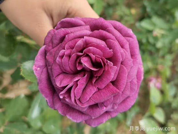 陽臺(tái)上的月季只長(zhǎng)枝條不開花的5個(gè)原因(圖1)