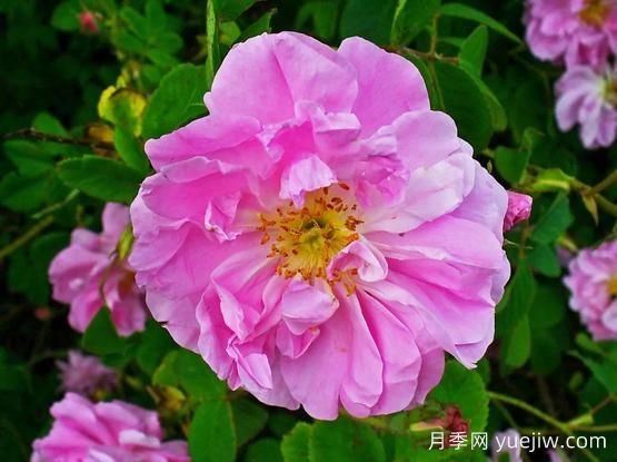 大馬士革玫瑰是玫瑰嗎？不是，甚至也不是月季！(圖1)