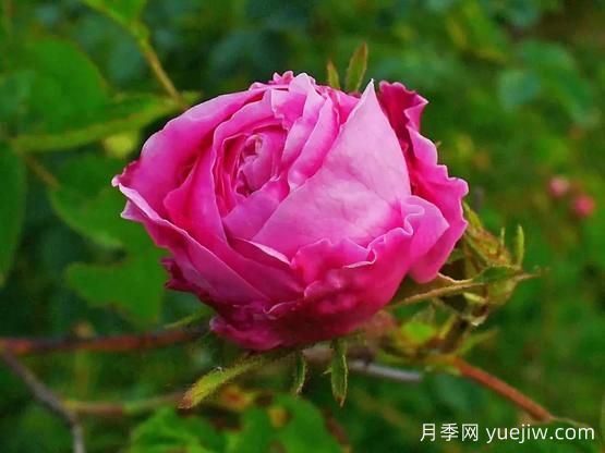 大馬士革玫瑰是玫瑰嗎？不是，甚至也不是月季！(圖3)