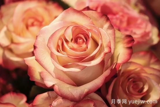 大馬士革玫瑰是玫瑰嗎？不是，甚至也不是月季！(圖2)