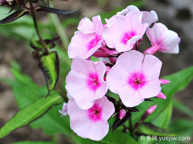 秋播16種草花品種，打造來(lái)年花園的絢麗燦爛(圖1)