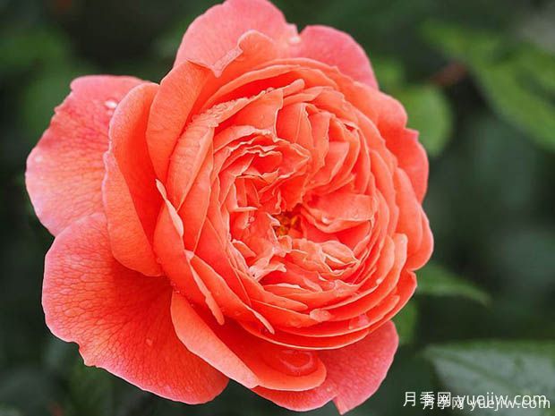 15個(gè)優(yōu)秀英國奧斯汀灌木月季品種大賞(圖4)