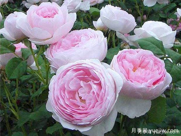 15個(gè)優(yōu)秀英國奧斯汀灌木月季品種大賞(圖5)