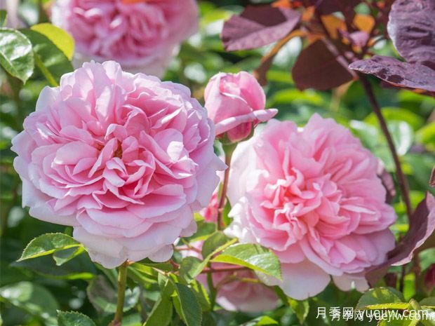 15個(gè)優(yōu)秀英國奧斯汀灌木月季品種大賞(圖6)