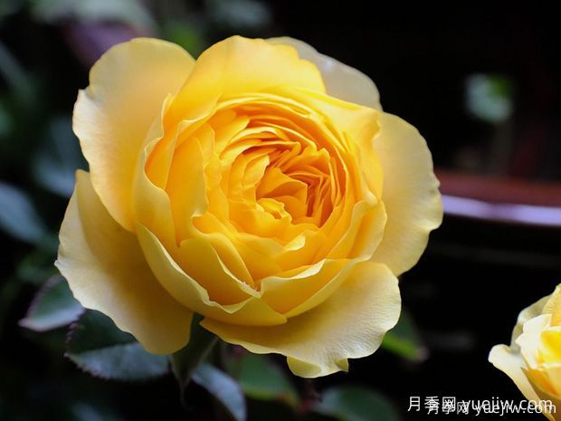 15個(gè)優(yōu)秀英國奧斯汀灌木月季品種大賞(圖8)