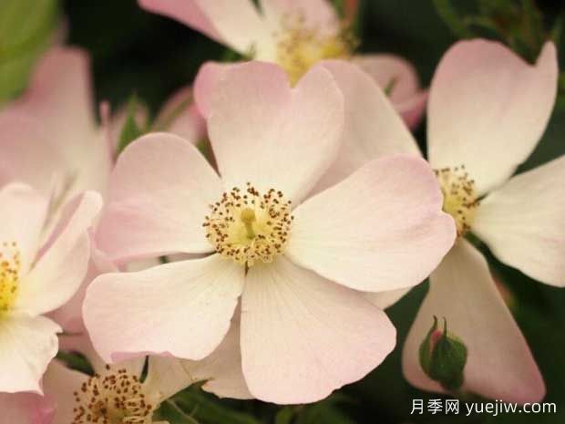 莉達(dá)月季/麗達(dá)月季(圖1)