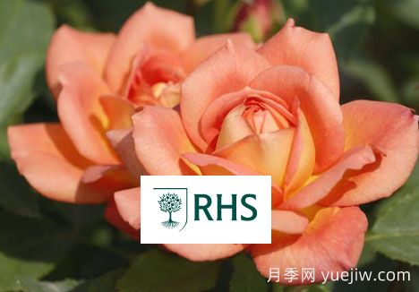 英國皇家園藝學會花園優(yōu)異獎(RHS AGM)(圖1)