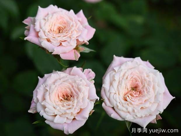 桃樂(lè)絲月季(圖1)