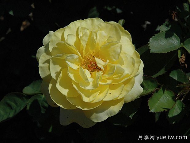 十大濃香月季排行榜，種一棵滿室飄香(圖10)