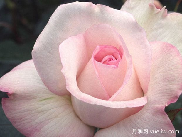 十大濃香月季排行榜，種一棵滿室飄香(圖9)