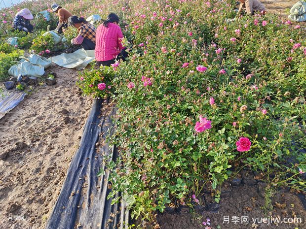 園林綠化工程粉色仙境盆花月季供應(圖1)