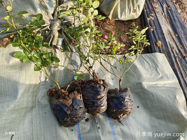 園林綠化工程粉色仙境盆花月季供應(圖2)