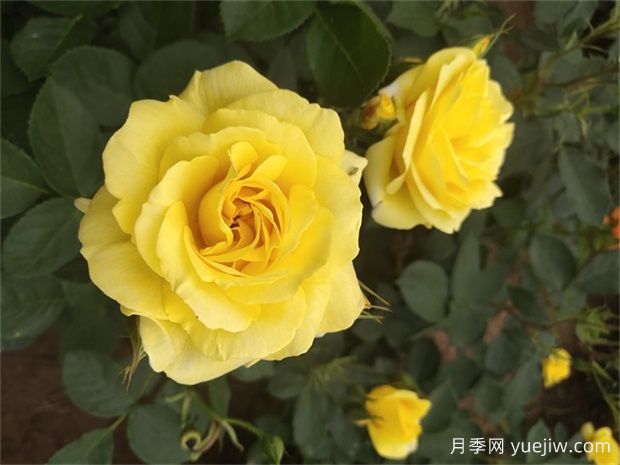 月季遇梅雨季怎么管理？做5個措施，再也不怕積水爛根(圖1)