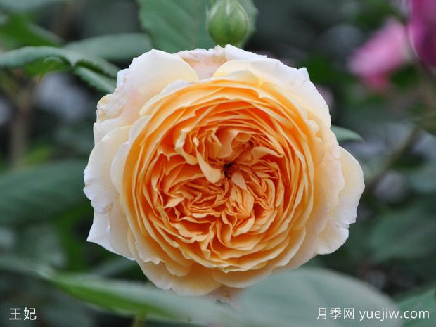 8種經(jīng)典灌木月季品種介紹，抗病開花能力都很棒(圖1)
