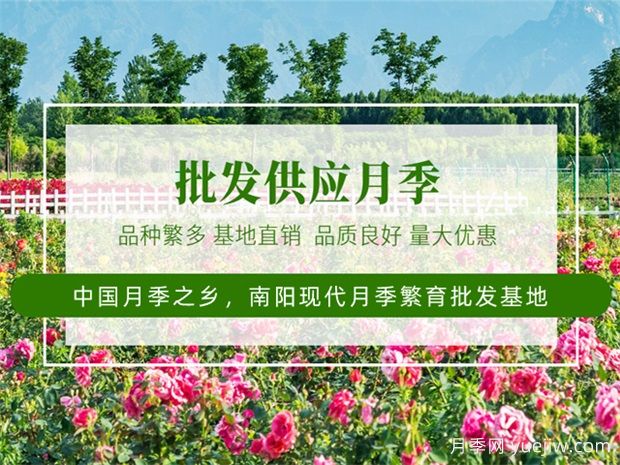 月季***新批發(fā)價(jià)格表，2025年3月月季網(wǎng)行情報(bào)價(jià)(圖1)