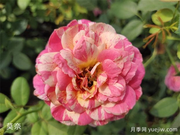 推薦十大勤花月季品種，一年四季花開(kāi)不斷(圖2)
