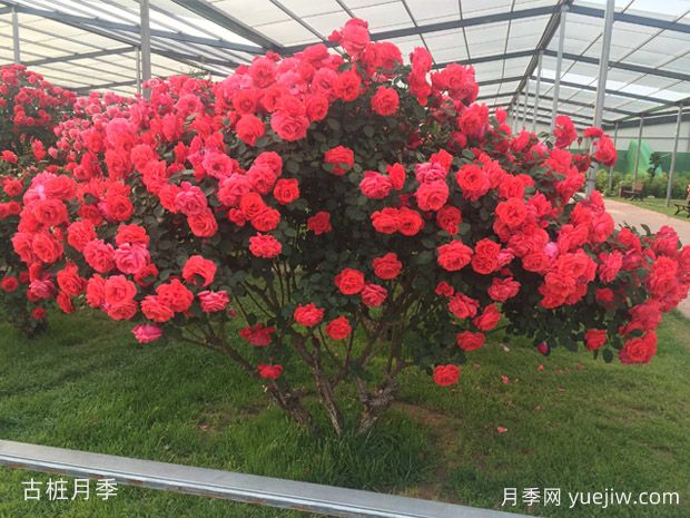買(mǎi)什么月季花？月季樹(shù)花色花型多樣美麗極了(圖4)