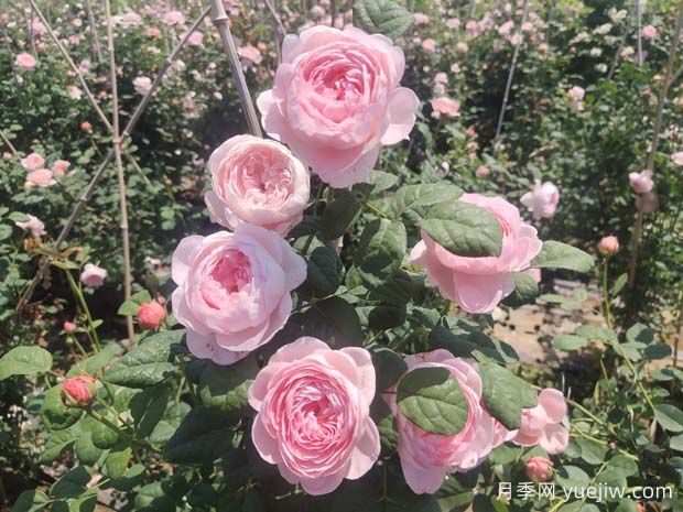 推薦15種超美的歐月月季任你選，開花多花量大(圖1)