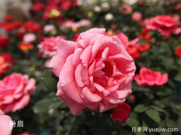 原產(chǎn)中國(guó)的玫瑰花(月季花)，是如何成為美國(guó)國(guó)花的？(圖2)