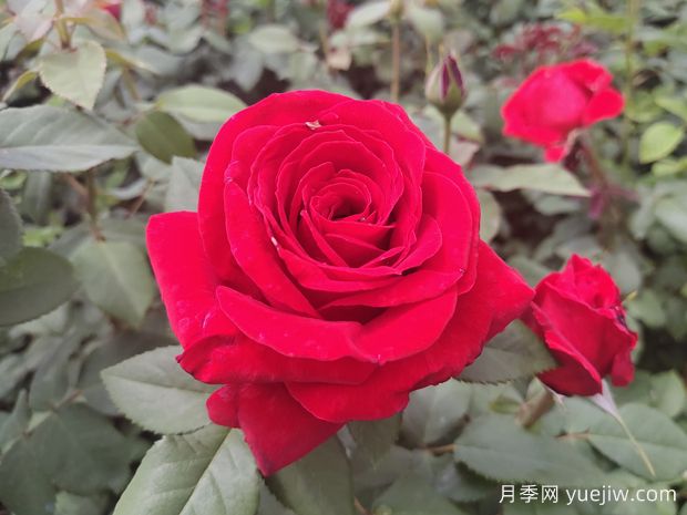 原產(chǎn)中國(guó)的玫瑰花(月季花)，是如何成為美國(guó)國(guó)花的？(圖1)