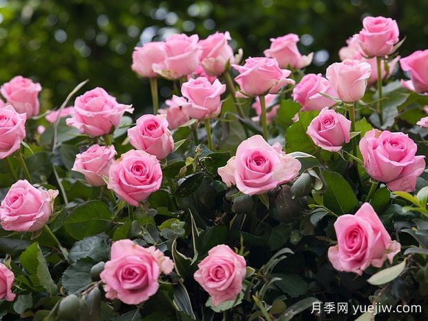 月季苗木的種植和養(yǎng)護(hù)要注意什么？(圖1)