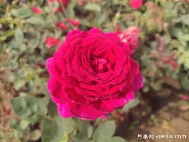 月季花有哪些觀賞和藥用價(jià)值？(圖1)