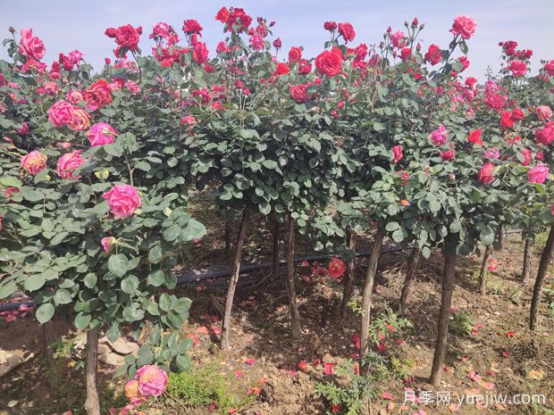 樹狀月季花朵的豐富層次感如何保持？(圖1)