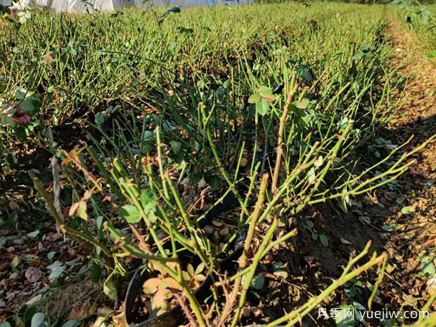 月季開花后如何進行正確的修剪？(圖1)