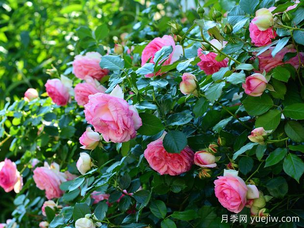 如何通過月季花來創(chuàng)造美麗的庭院景觀？(圖1)