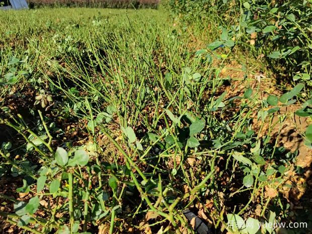 讓大花月季更加茂盛美麗，要學會修剪(圖1)