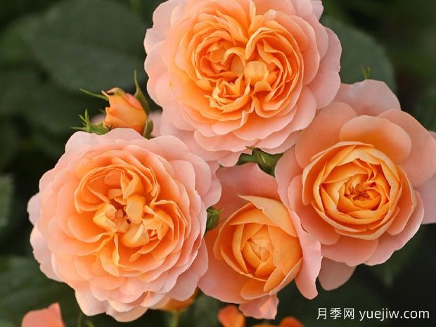 月季花通用養(yǎng)護技巧總結，為啥買來幾天月季就蔫了？(圖2)