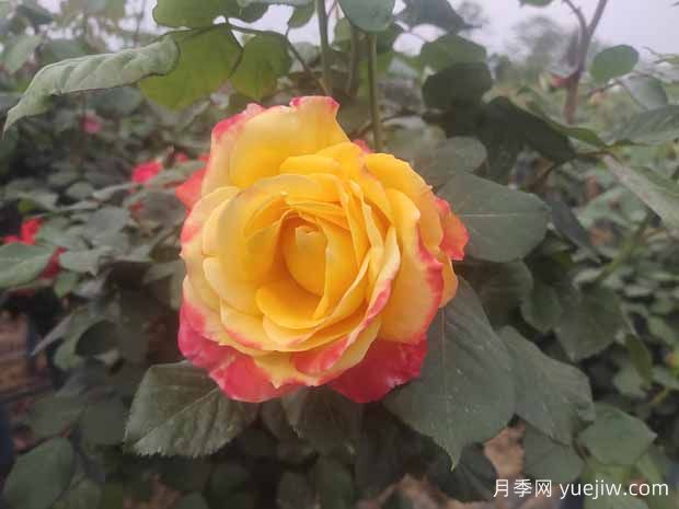 月季養(yǎng)護6要素，學會了輕松養(yǎng)爆盆！(圖1)