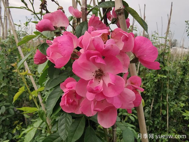 入冬后月季花怎么養(yǎng)？月季花如何才能開爆花？(圖1)