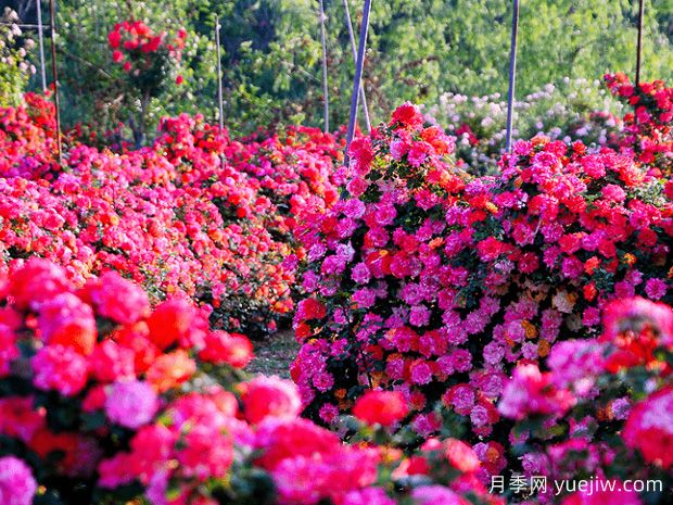 月季花為什么要種在城市綠化帶？原來月季渾身都是寶！(圖2)