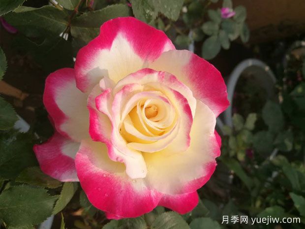 8個(gè)濃香開花勤的品種，讓你一次性養(yǎng)個(gè)夠(圖1)