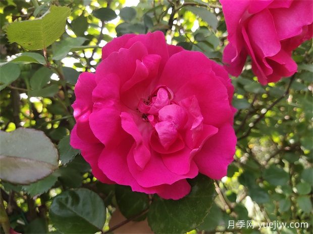 藤本月季經(jīng)典——大游行種植養(yǎng)護指南(圖1)