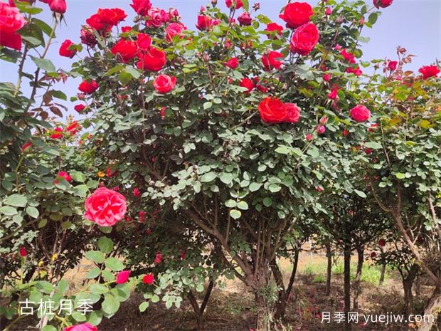 月季花友必看 一問一答養(yǎng)好月季花！(圖1)