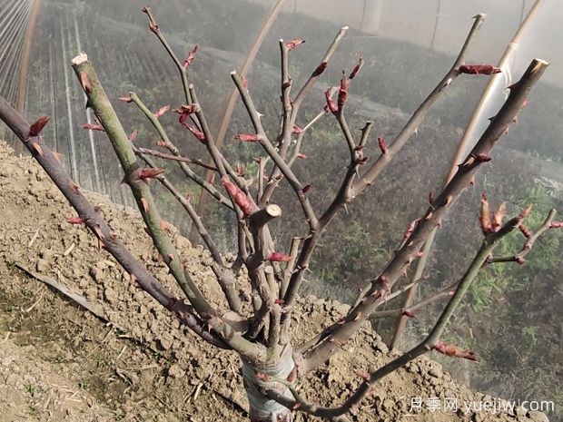 月季花怎樣修剪開花多？(圖1)