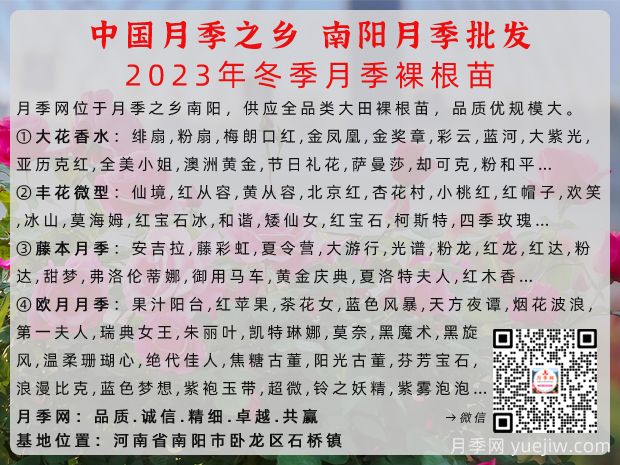 冬季南陽月季大田裸根苗全品種批發(fā)供應(yīng)(圖2)