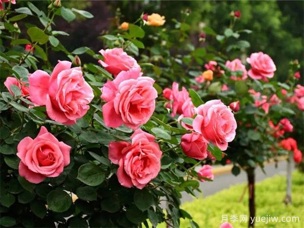 月季網(wǎng)：中國84個(gè)月季(玫瑰)市花城市名單大全(圖1)