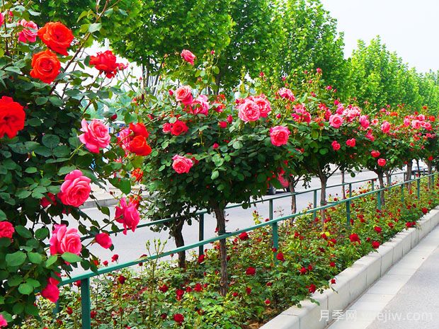 月季網(wǎng)：中國84個(gè)月季(玫瑰)市花城市名單大全(圖2)