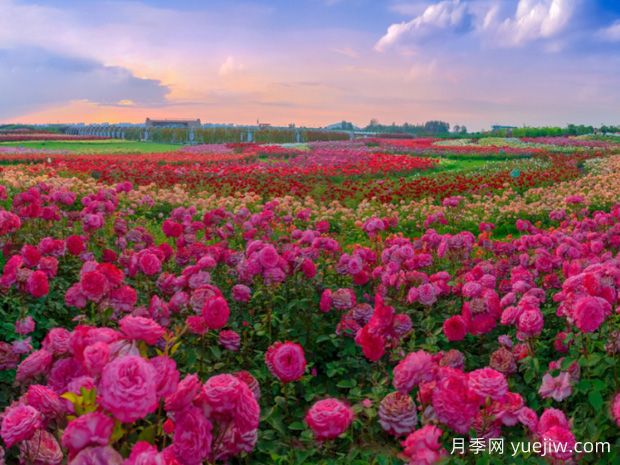 月季網(wǎng)：中國84個(gè)月季(玫瑰)市花城市名單大全(圖3)