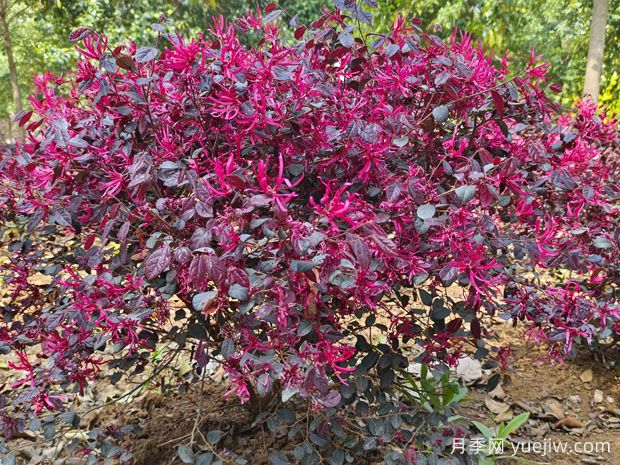 紅花繼木怎么種植？(圖1)
