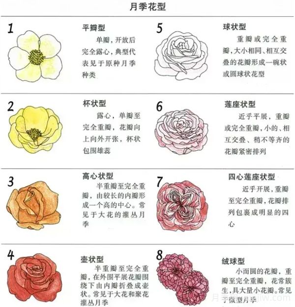 月季專業(yè)知識，分類/花型/花色/花香(圖2)