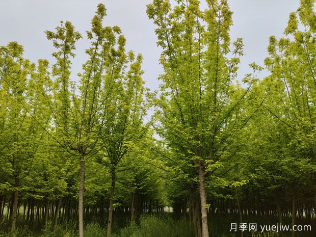 金葉復(fù)葉槭的特點(diǎn)、園林用途、管理養(yǎng)護(hù)(圖1)