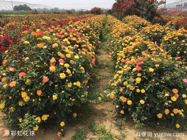 月季花球造型驚艷，風(fēng)靡園林綠化(圖3)