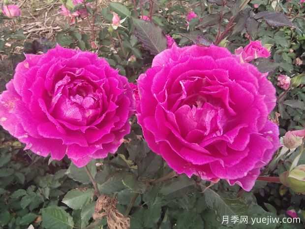 月季花養(yǎng)護(hù)知識點(diǎn)，關(guān)于經(jīng)常掉葉子和出現(xiàn)萌芽(圖1)